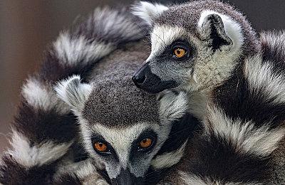 ARPG《寻路者》Steam重新上架 不再需要全程联网